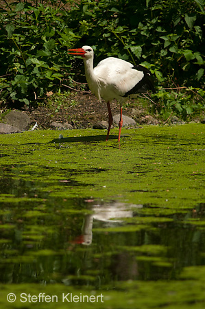 Weißstorch, Ciconia ciconia 031